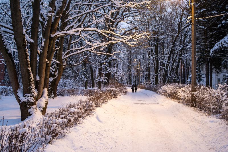зима парк вечер Зима в Петербурге фото превью