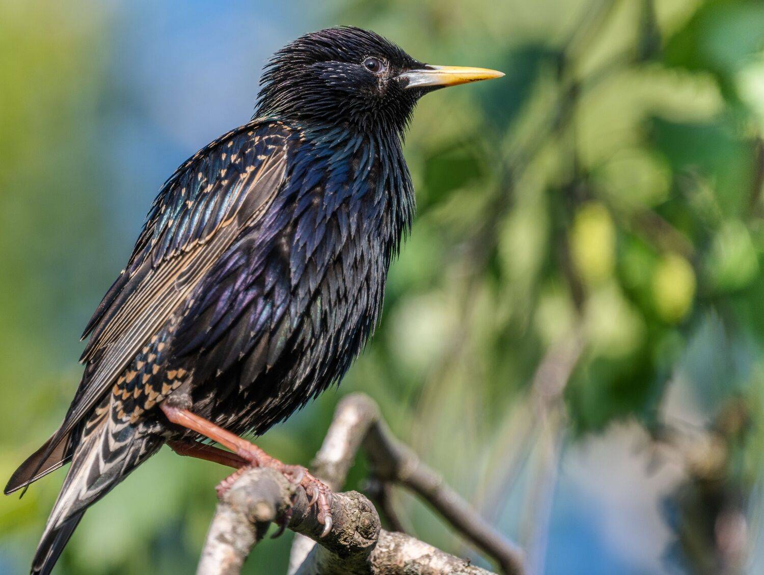 , Курлянцев Алексей