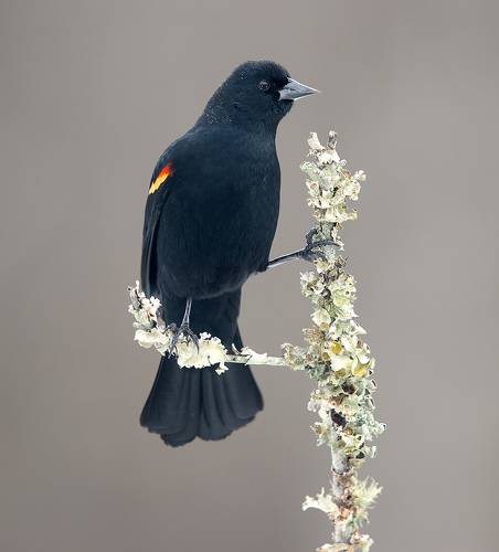 Red-winged Blackbird -Красноплечий чёрный трупиал