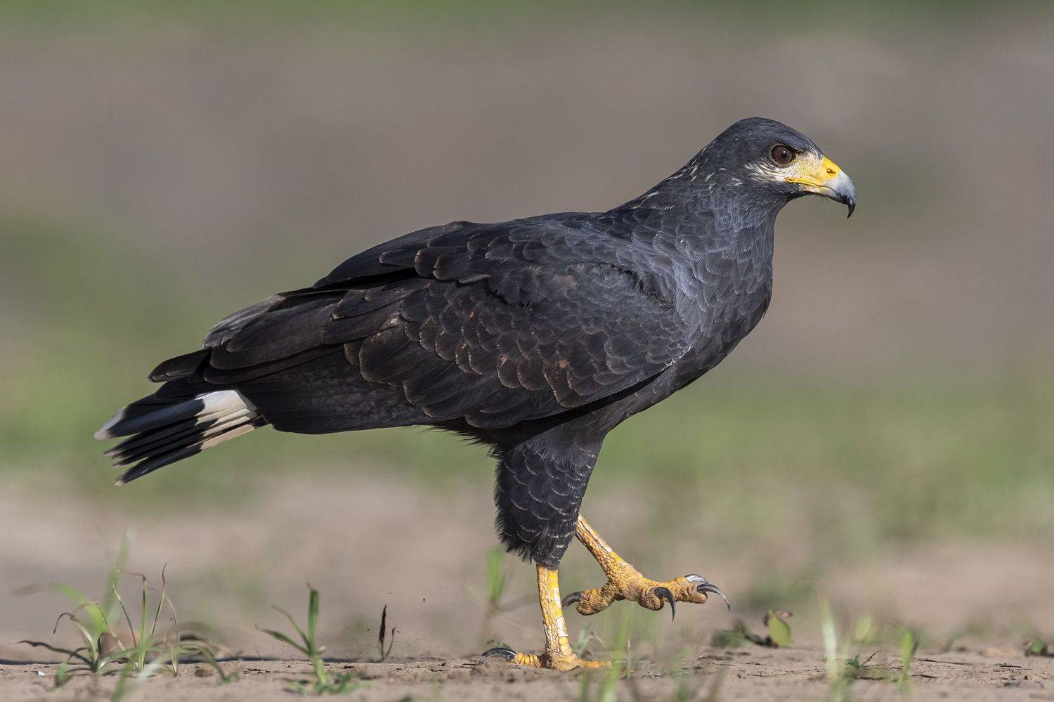 , Burgalin Sequeira Fernando