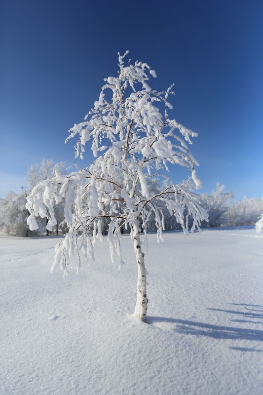 Во поле берёзка стояла ... фото превью