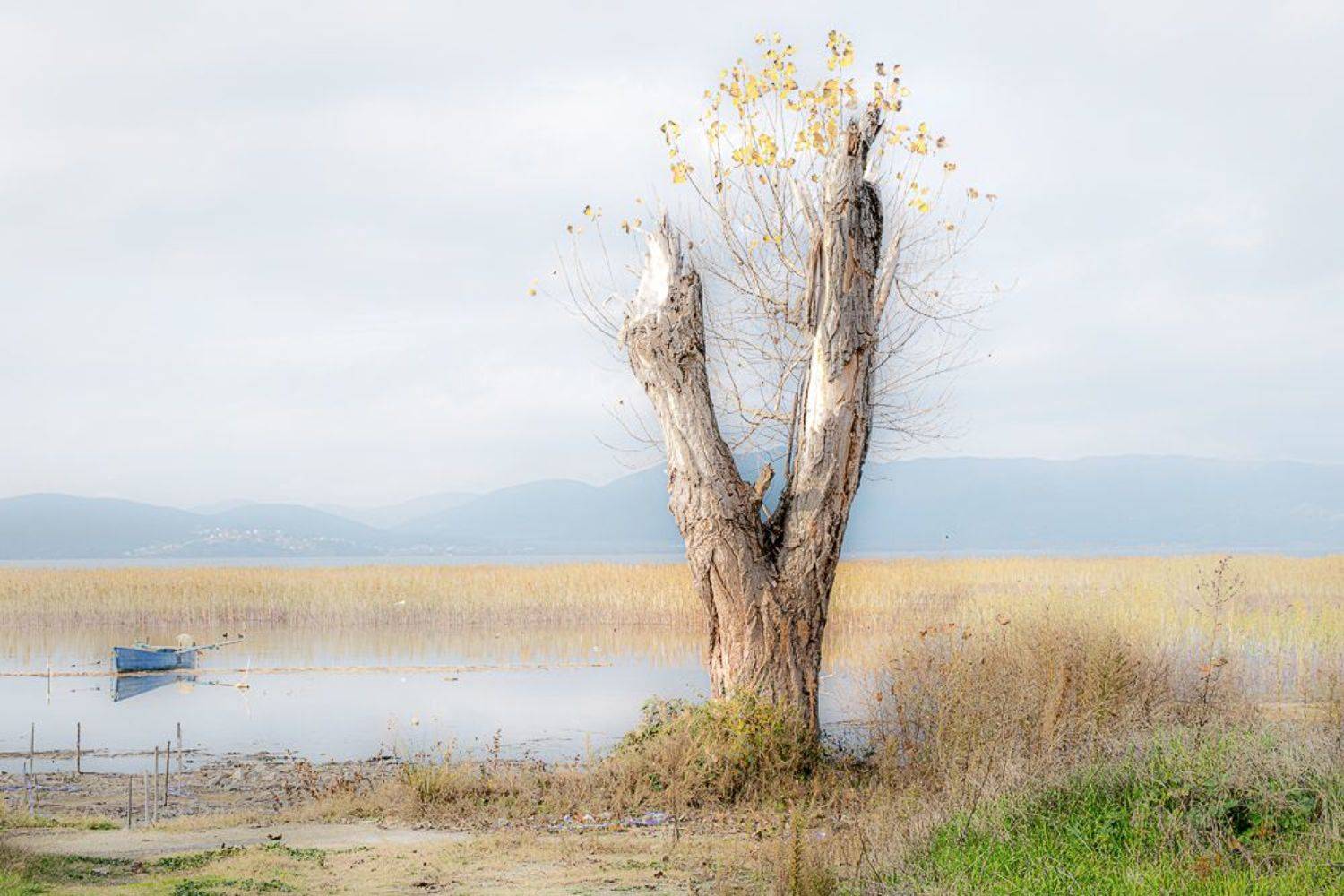 , Antonis Giakoumakis