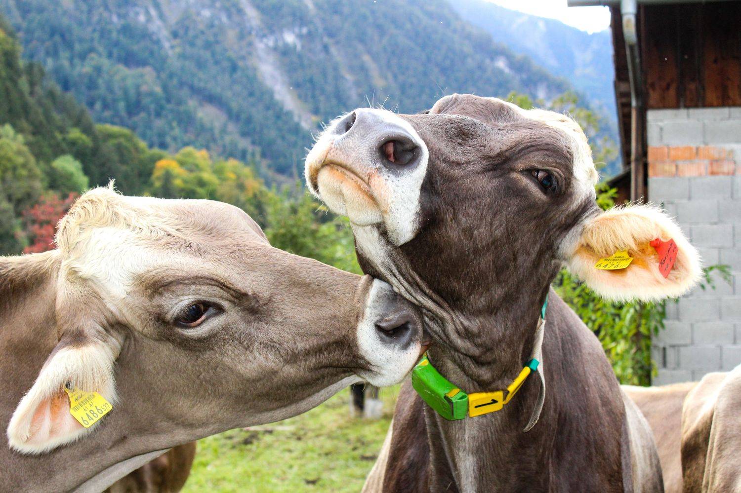 , Вадим Городницкий