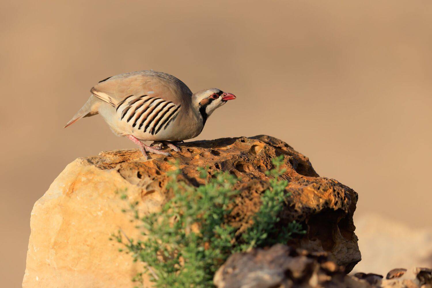 , Фруман Евгений