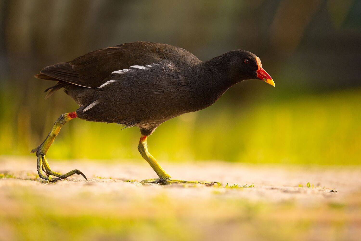 , Robert Adamec