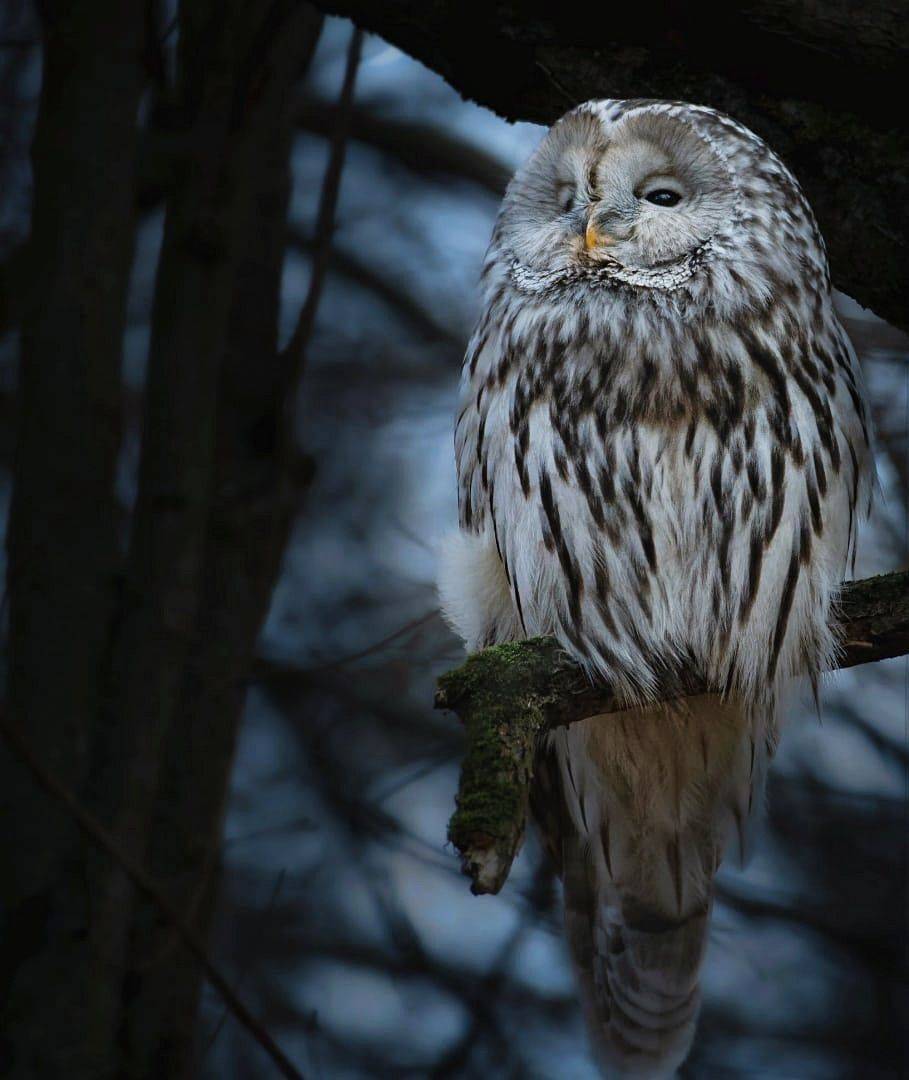 птицы России, птицы Москвы, фотоохота, наблюдение за птицами, птица, птицы, орнитология, nikon, birding, birdwatching, bird freak, Никон Александр