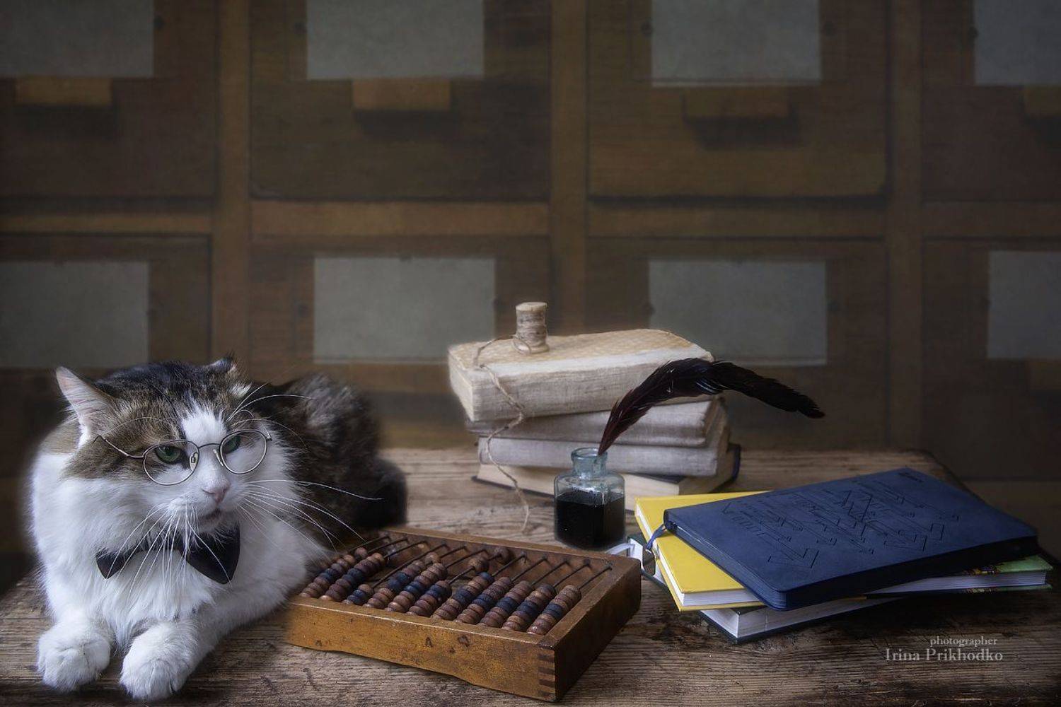постановочное фото, натюрморт, домашние животные, кошки, Приходько Ирина