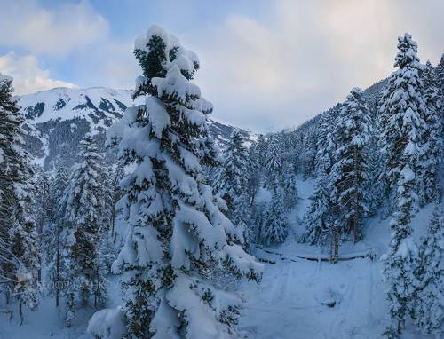 Заснеженный пихтовый лес