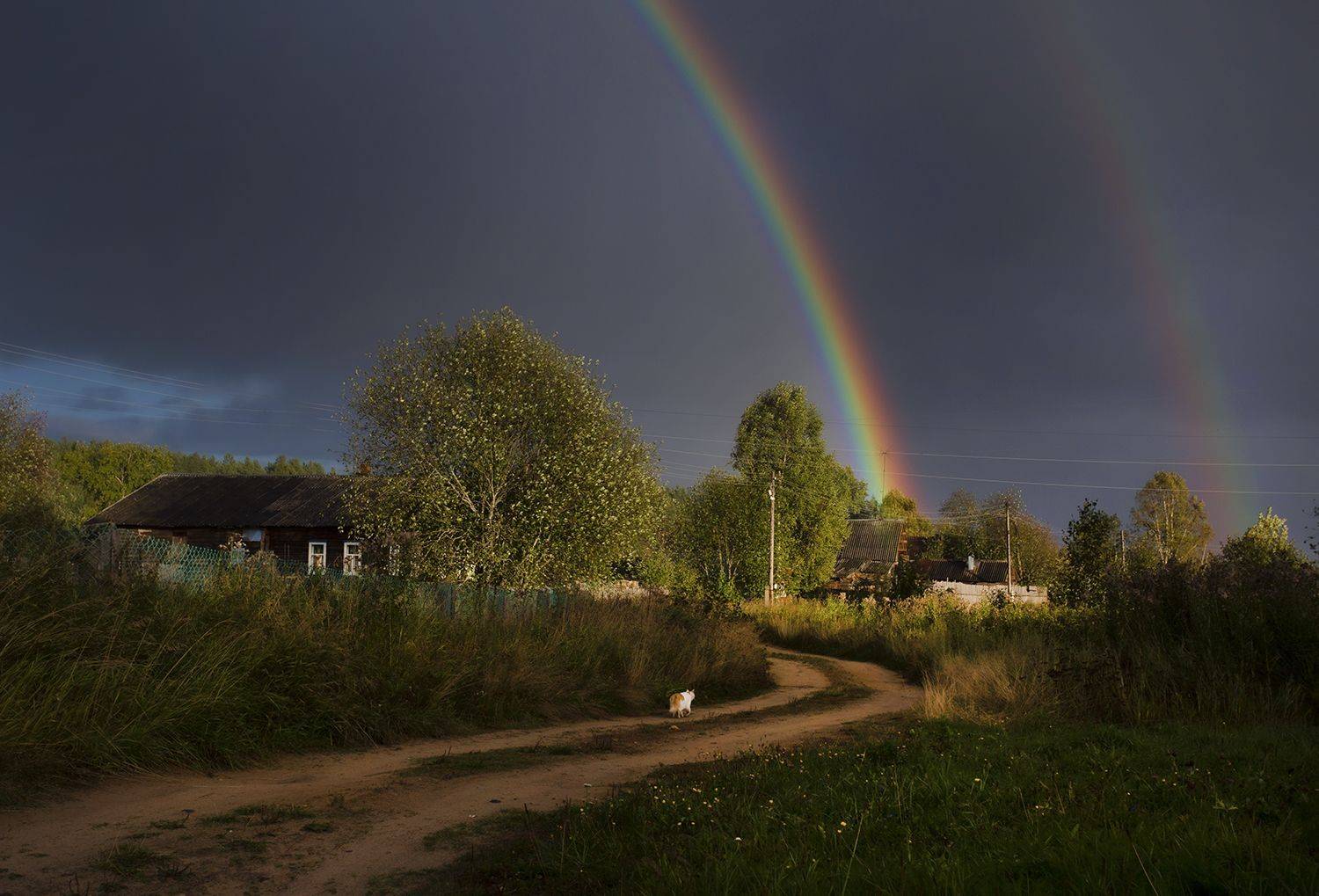 радуга, кот, кошка, деревня, дом,дорога, лето, вельск, окатовская, Наталия Колтакова