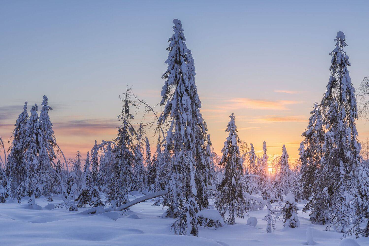 пейзаж, зима, снег, тайга, лес, деревья, landscape, woodland, winter, taiga, snow, рассвет, мороз, утро, коми, sunrise, morning, frozen, komi, Чаланов Иван