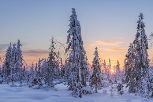 Морозное утро