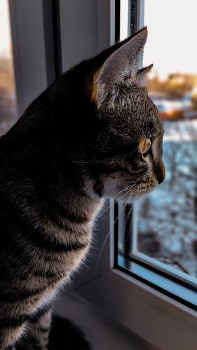 Удивительные птицы за окном
