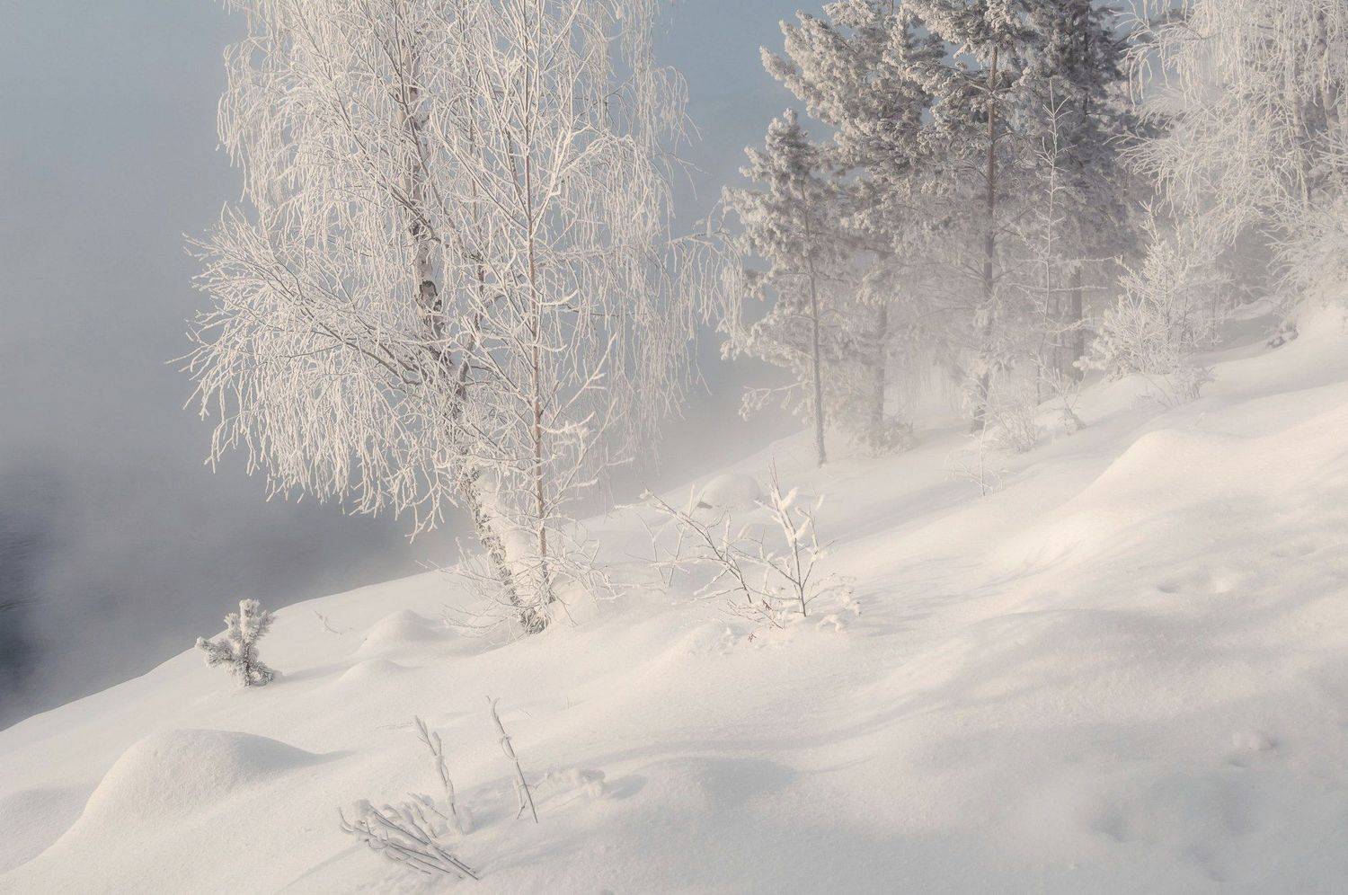 сибирь, морозы, красноярск, берег, иней, березы, енисей, Фомина Марина