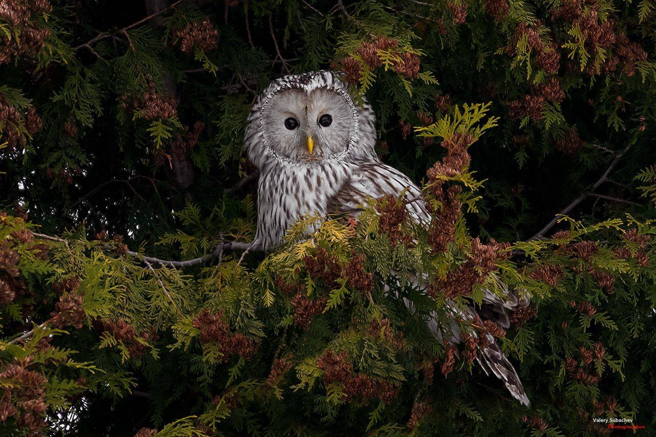 , Валерий Субачев