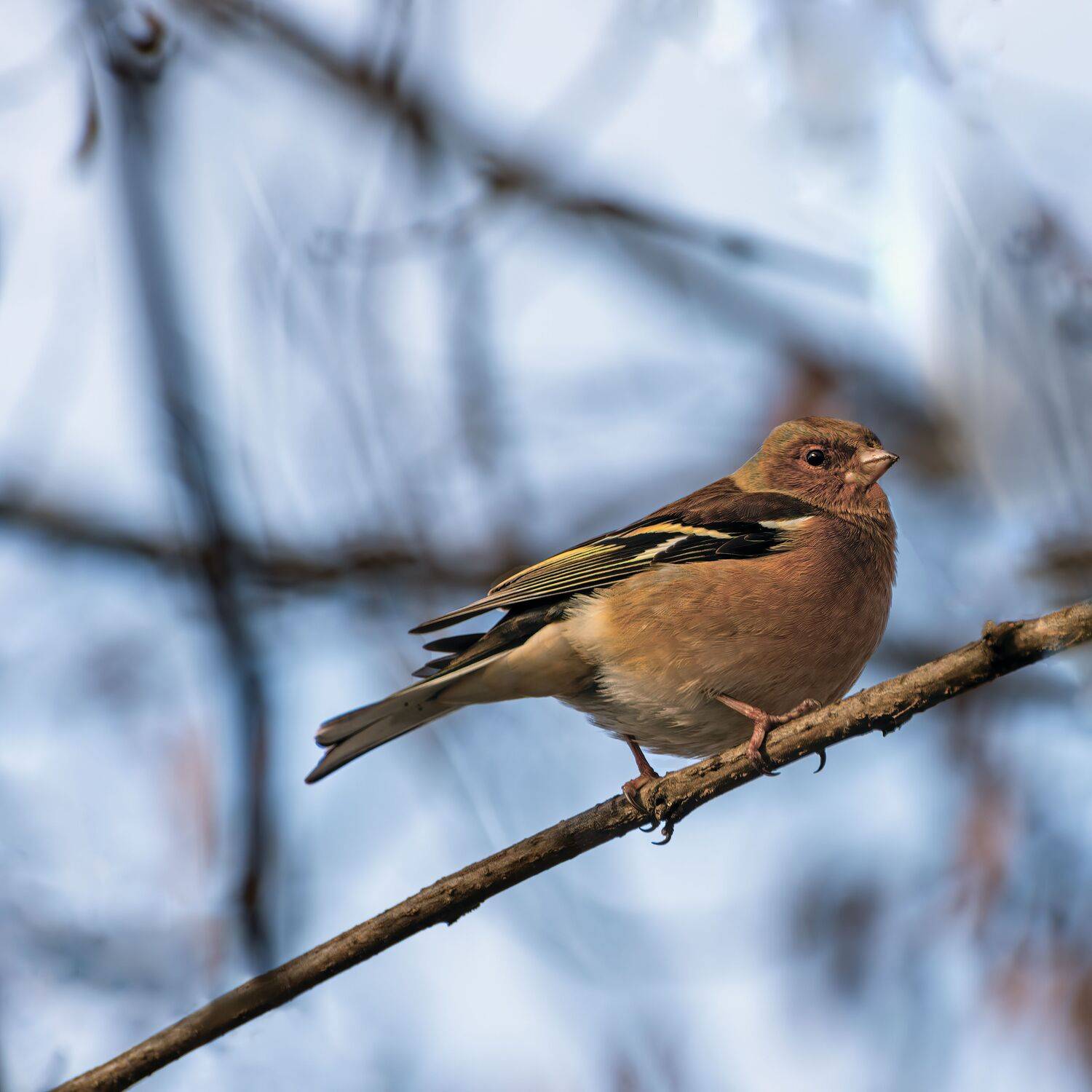 зяблик, Алексей Рыльский