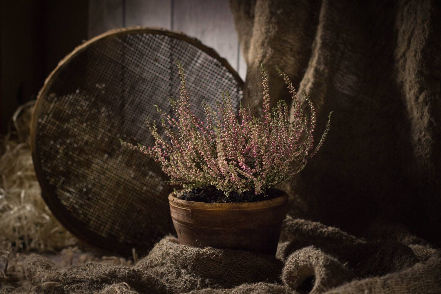 вереск, мешковина, опилки, сарай, Хвойнова Елена