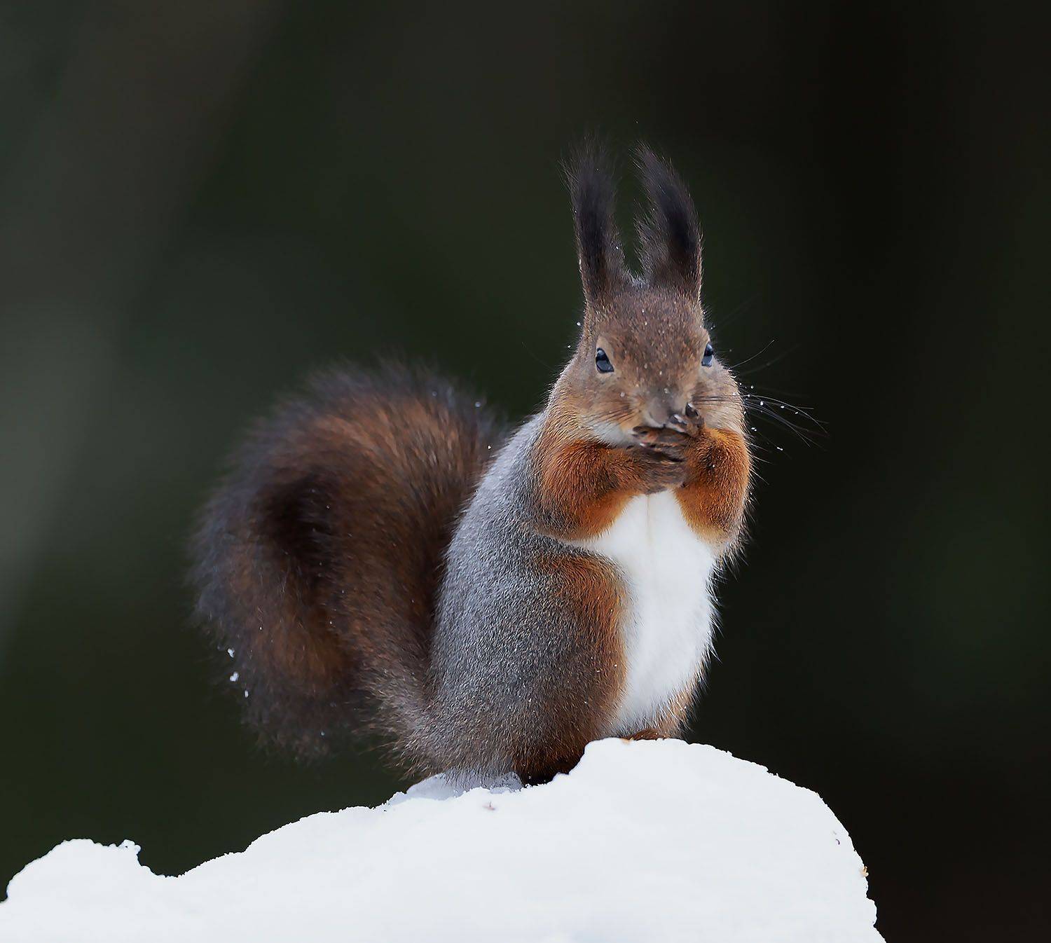 белочка, красотка, зима, лес, природа, squirrel, beautiful, forest, winter, nature, Стукалова Юлия