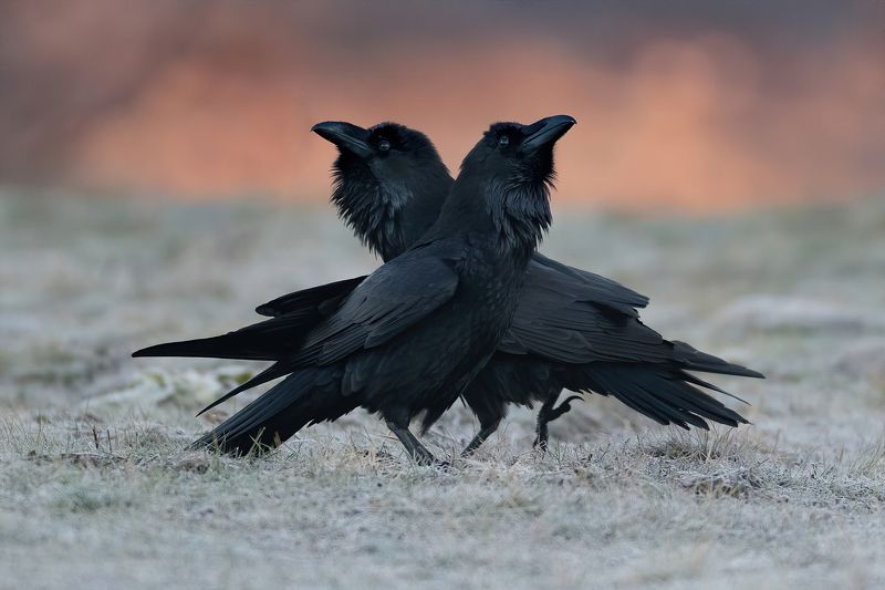 Пара (Вороны) фото превью