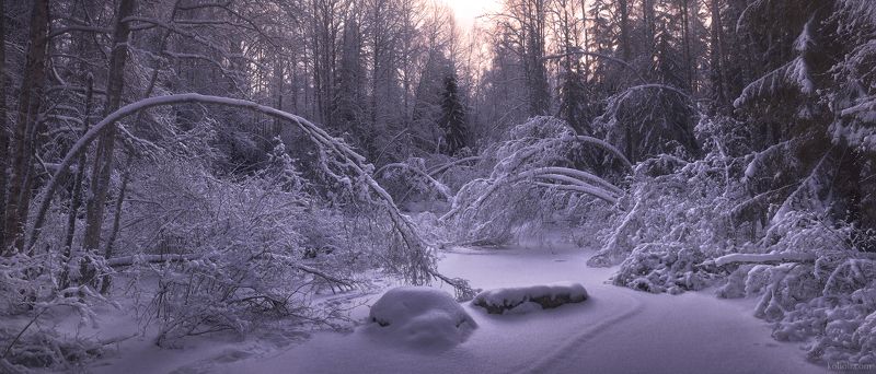 ленинградская область, тайга, лес, озеро, зима, снег Тишина фото превью