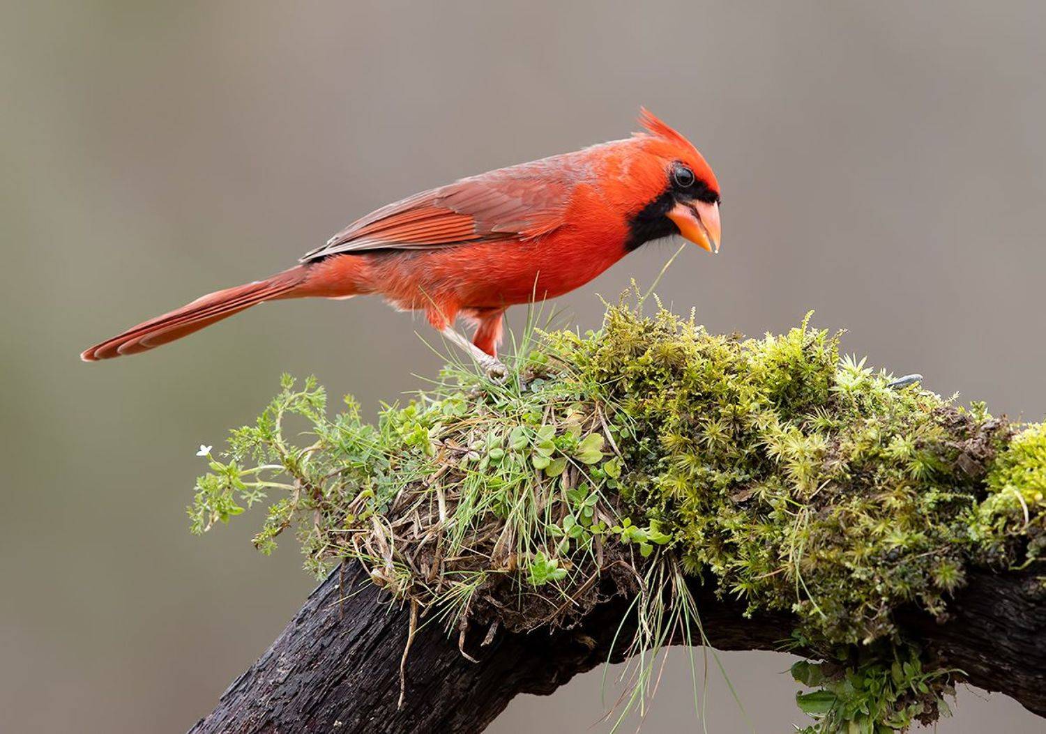 красный кардинал, northern cardinal, cardinal,кардинал, зима, Etkind Elizabeth