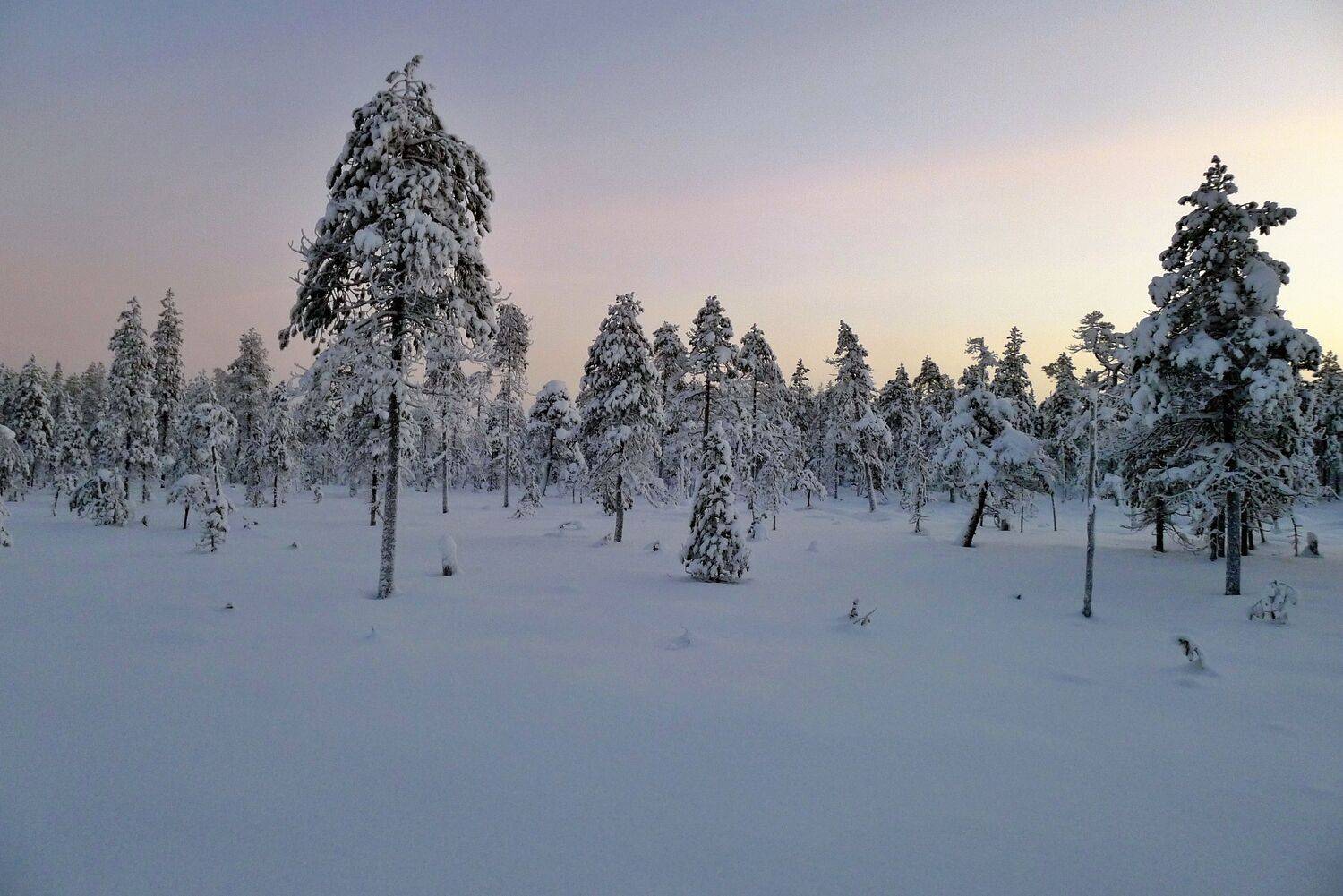 , Александр Шандов