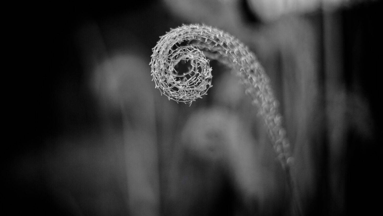 spiral, Тренер