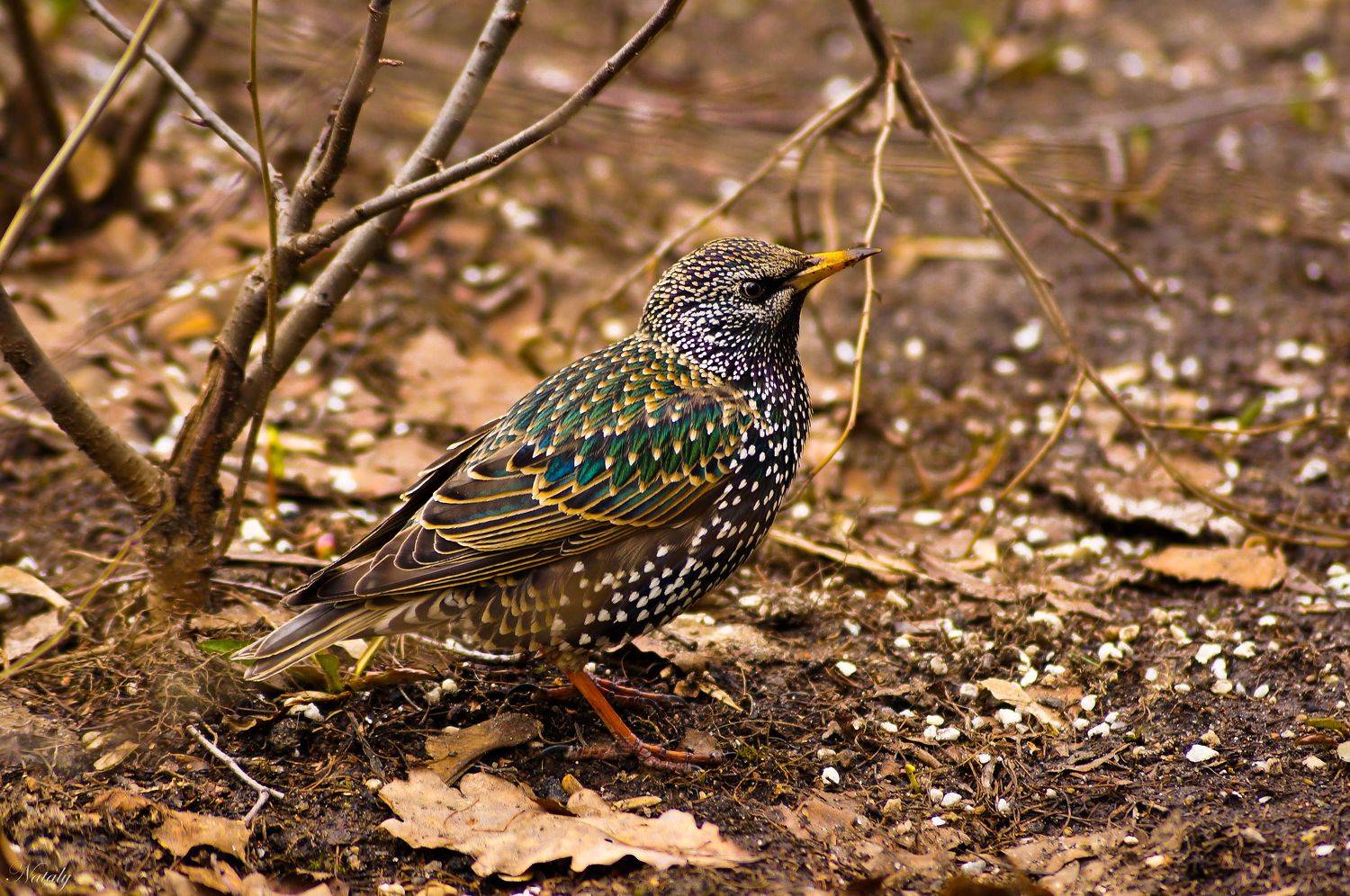 , Екимова Наталья