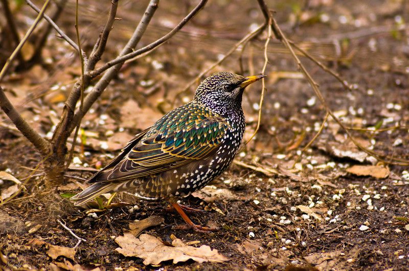 Скворец фото превью