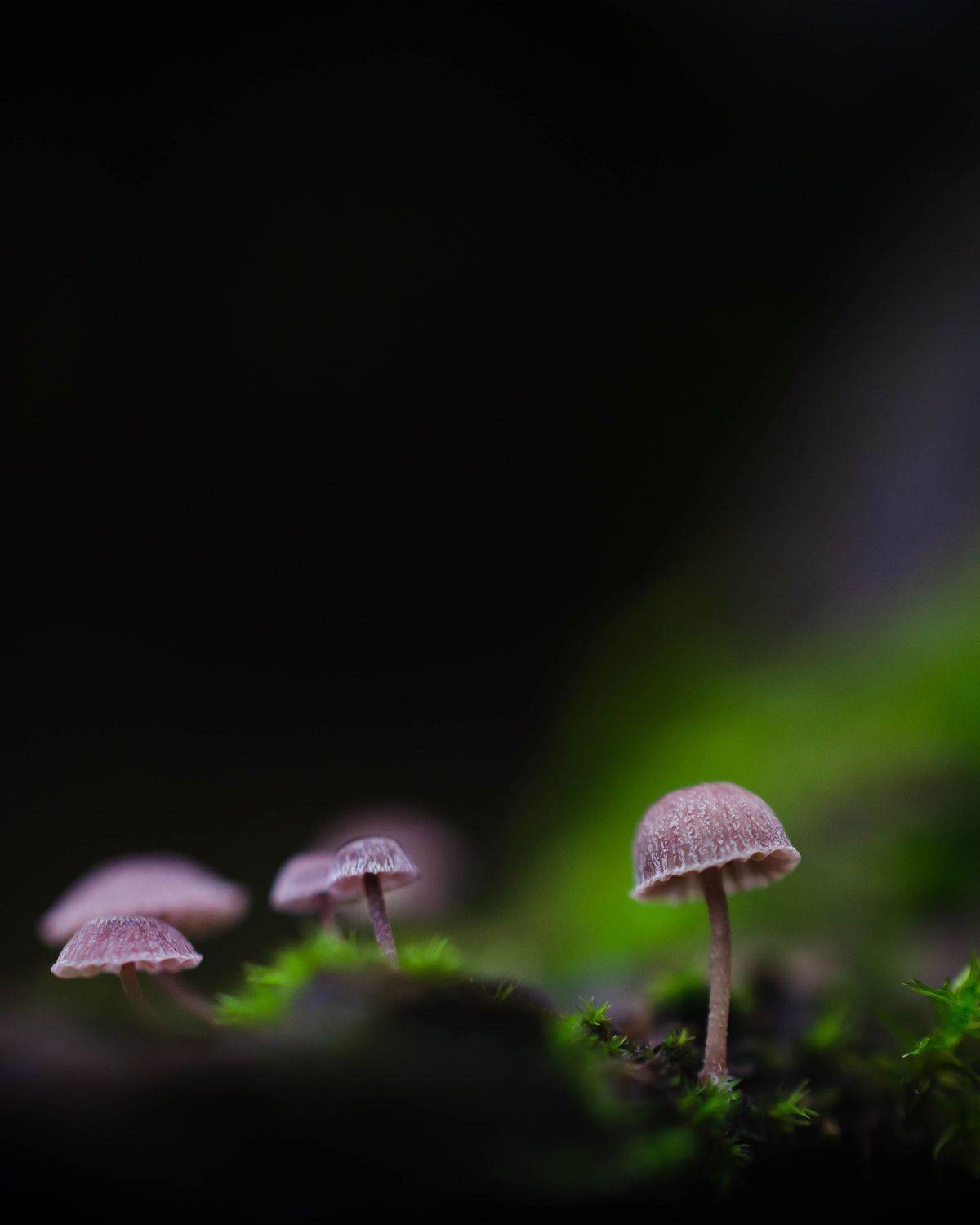 , Вайсберг Александр