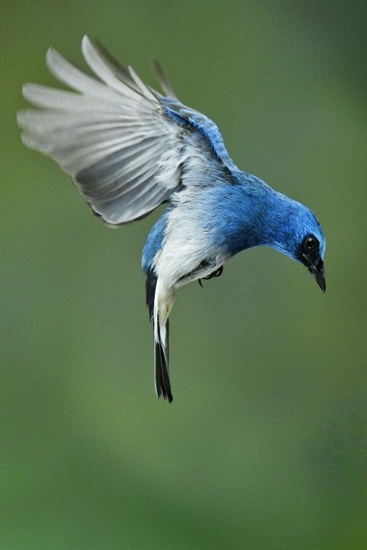 Blue фото превью