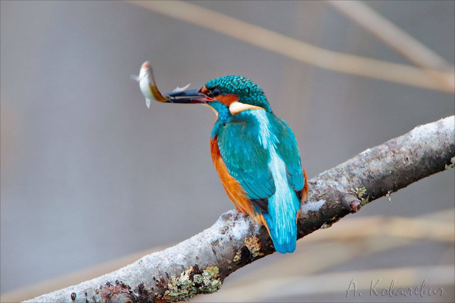 , Ковалевич А.