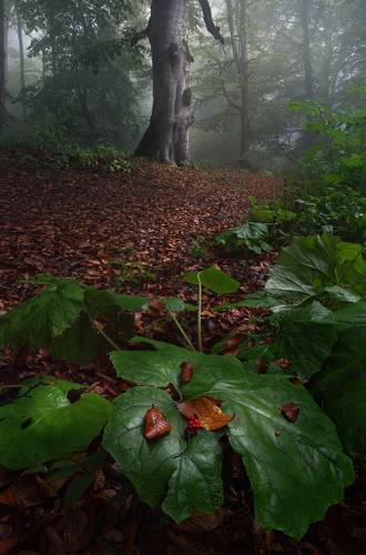 Fall color and mist