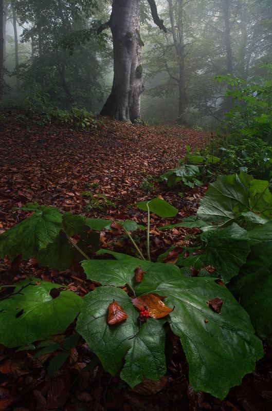 fall, mist, for, forest, landscape, nature, Georgia Fall color and mist фото превью