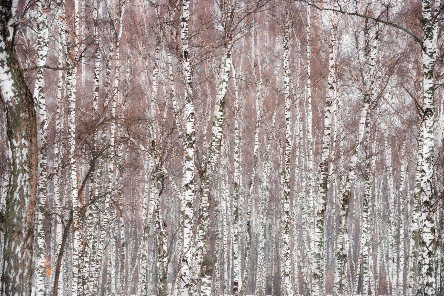 , Котов Андрей