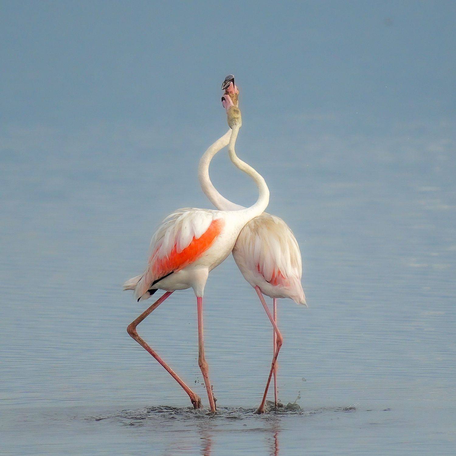 flamingo, Jian Ma