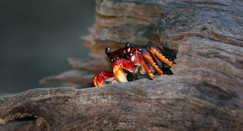 Черная икра Tajalines фото превью