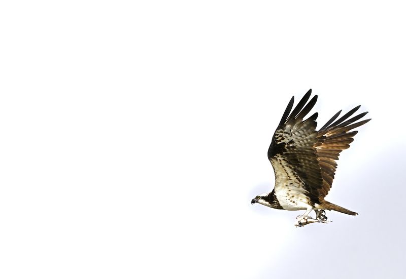 Into the wild фото превью