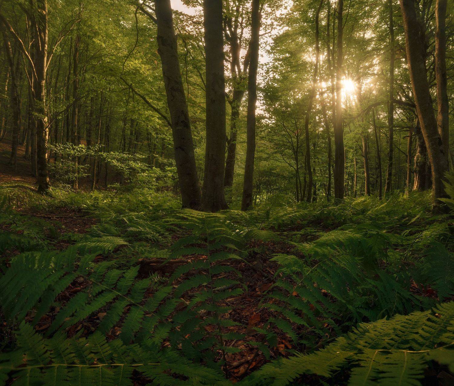 #фото, #горы, #лес, #пейзаж, #грузия, #закат, Бахышев Сафар