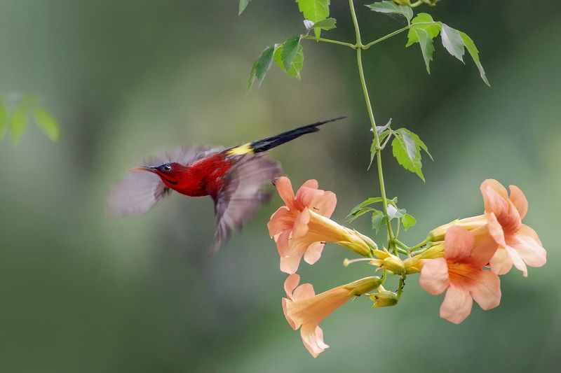birds Crimson Sunbird фото превью