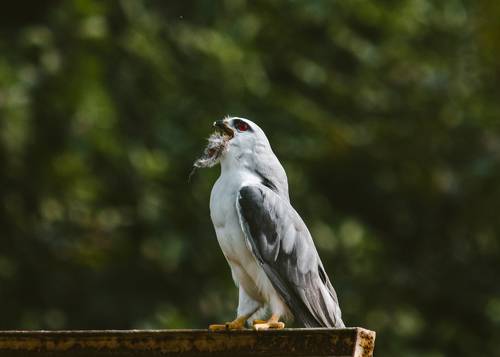 Black-winged kite