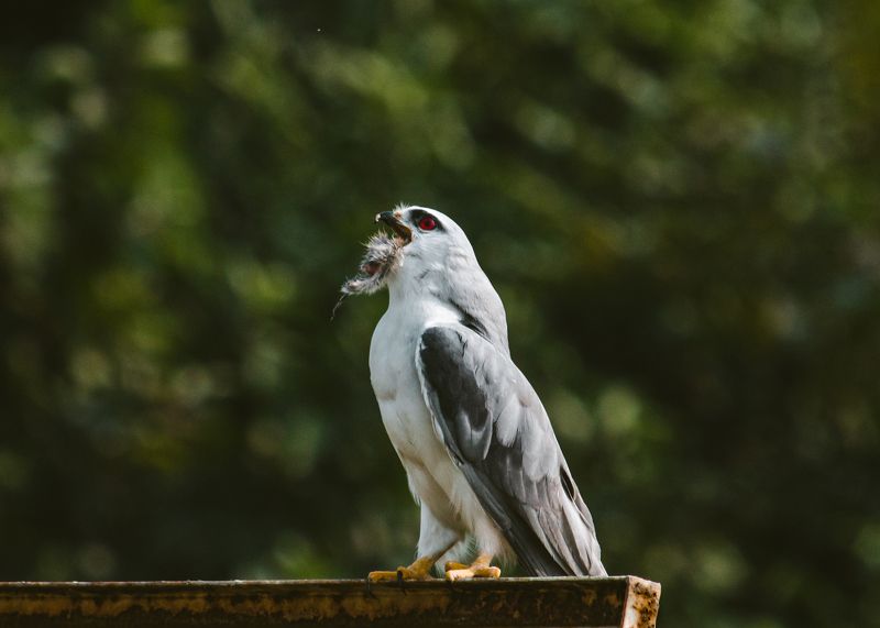 Black-winged kite фото превью
