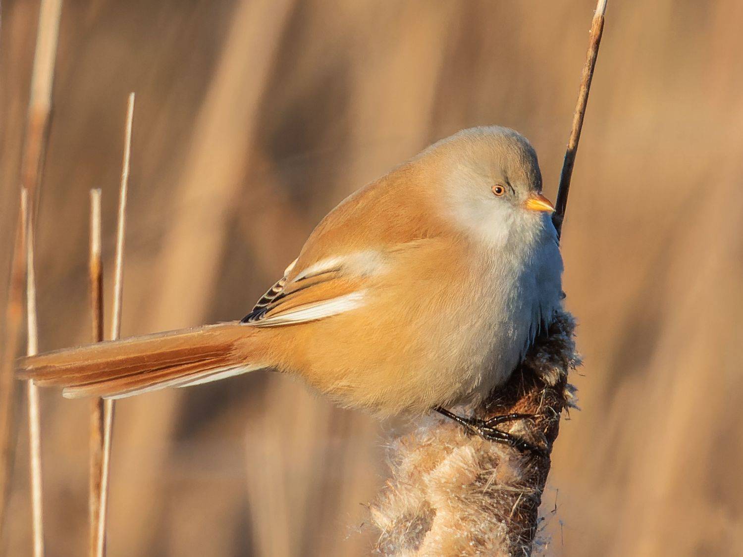 усатая синица, птицы, пернатые, Глебов Сергей