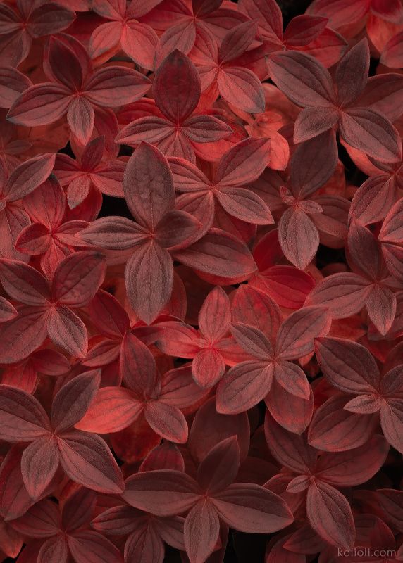 полуостров рыбачий, текстуры, растения Текстуры полуострова Рыбачий фото превью