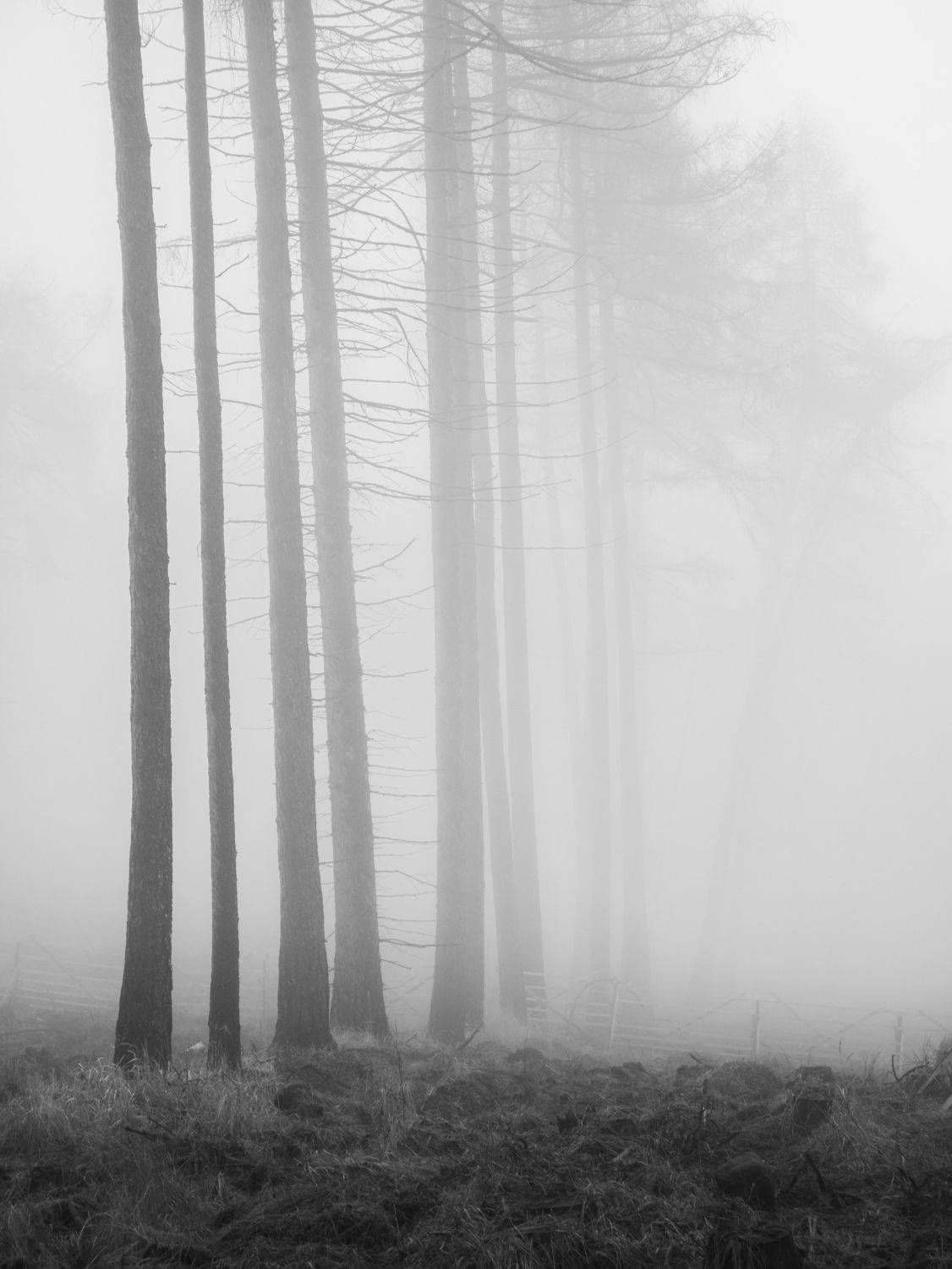 fog,wood,woodland,blackandwhite,forest,mist, Slavom&iacute;r Gajdo&scaron;