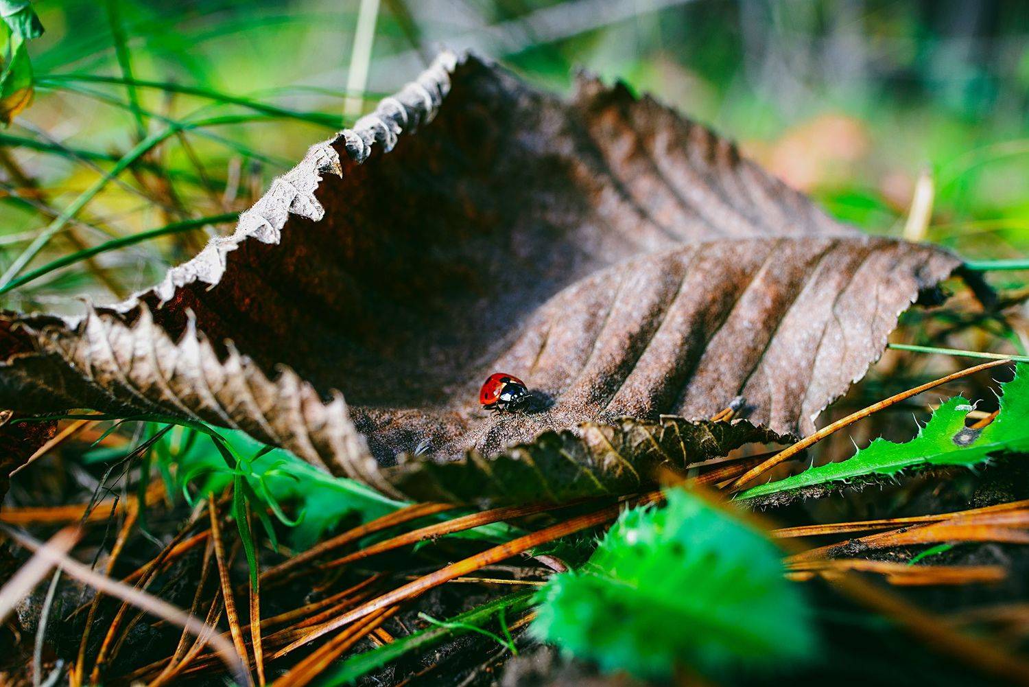 , Дзюба Нелли