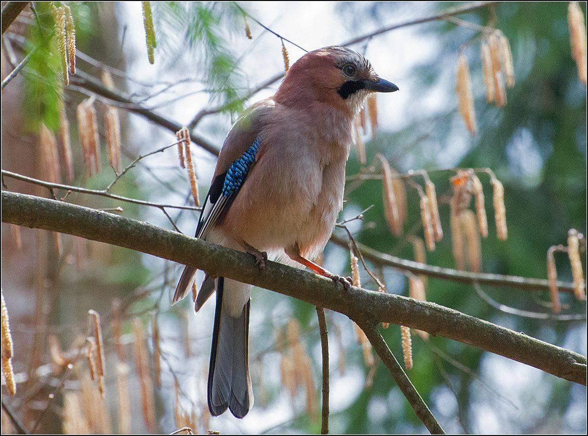 москва, парк, лето, сойка, АНАТОЛИЙ ДОВЫДЕНКО