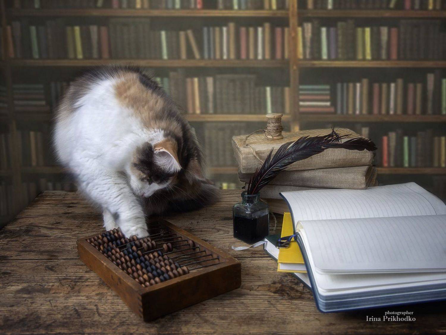 постановочное фото, кошки, домашние животные, , Приходько Ирина