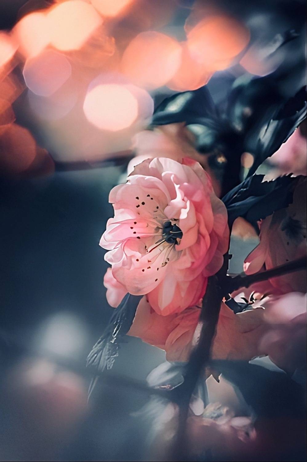 макро, macro, цветы, махровыйминдаль, terryalmond, flowers, весна, spring, Julia Kaissa