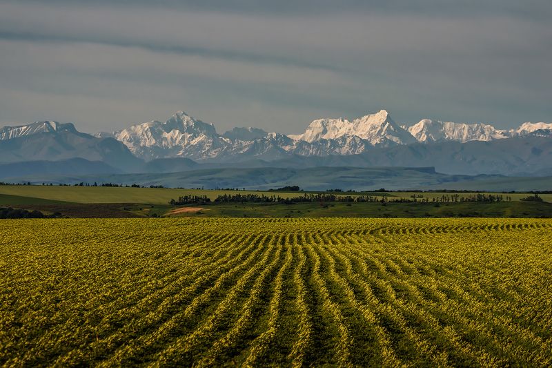 кавказ, кмв, поле, горы, дыхтау, северный массив Кавказские горы (Два по пять) фото превью