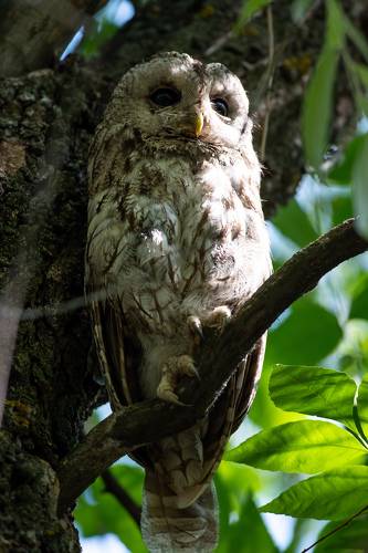 Tawny owl